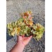Седум Sedum takesimense Atlantis